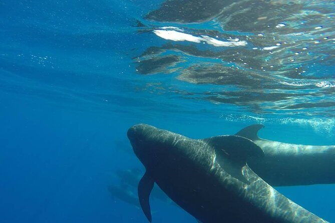 2 hour trip to see whales dolphins puerto colon adeje - The 2-hour sail: what actually happens at sea