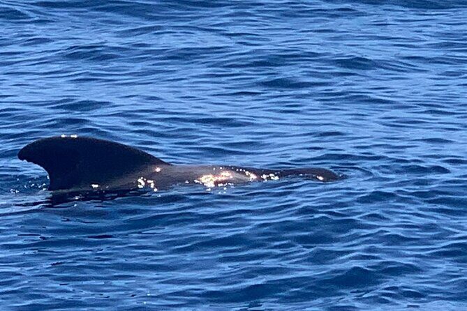 2 hour trip to see whales dolphins puerto colon adeje - The crew vibe: friendly, multilingual, and animal-respect focused