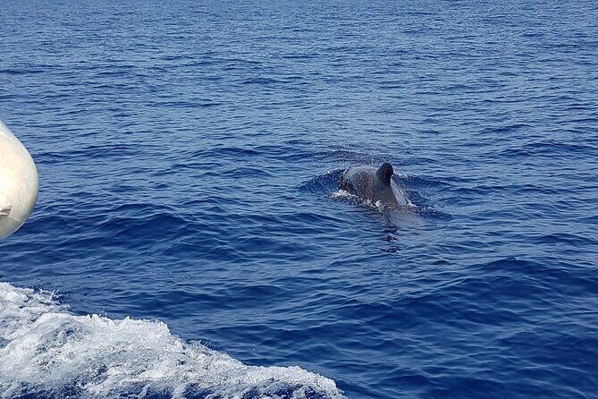 2 hour trip to see whales dolphins puerto colon adeje - Getting value from $43.45: short time, high payoff potential