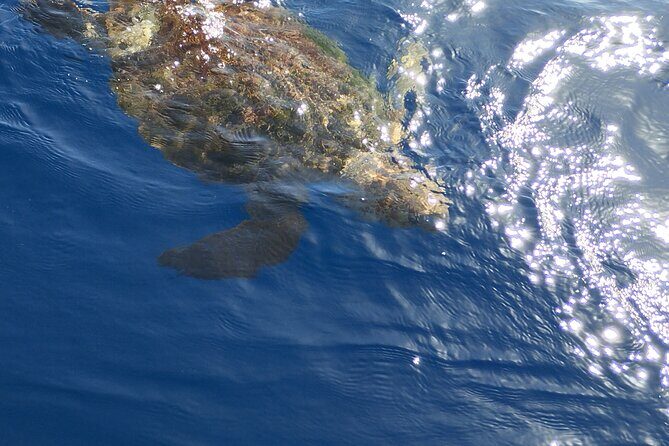 2 hour trip to see whales dolphins puerto colon adeje - Timing, weather, and how to read the results