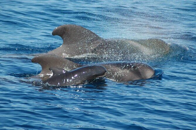 2 hour trip to see whales dolphins puerto colon adeje - What you can realistically spot: calderones, dolphins, turtles