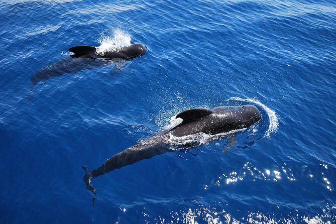 2h Viking Cruise Whales & Dolphins Watching - Setting Sail for Whales and Dolphins Off Tenerife’s South Coast