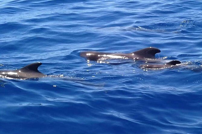 3-Hour Boat Trip from Costa Adeje in Tenerife - Why a 10-Person Sail Out of Costa Adeje Feels Different