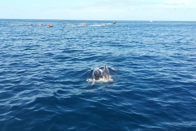 3-Hour Boat Trip from Costa Adeje in Tenerife - Getting From Playa de las Américas to the Boat: Where You Start