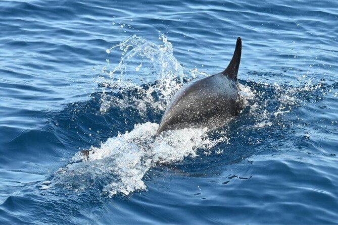 3-Hour Cetacean Watching and Snorkeling Tour in Tenerife - Key things that make this Tenerife boat tour worth it