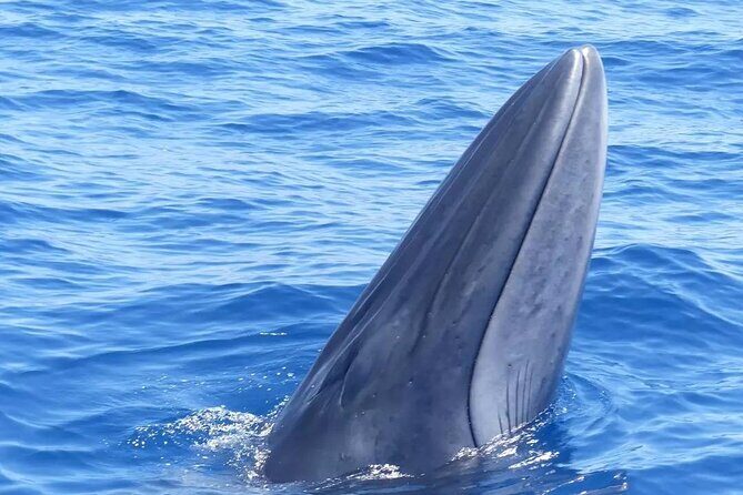 3-Hour Private Tour with Whale and Dolphin Watching - Your 3-Hour Sailing Plan: Cliffs, Teide Views, and Open-Sea Scanning