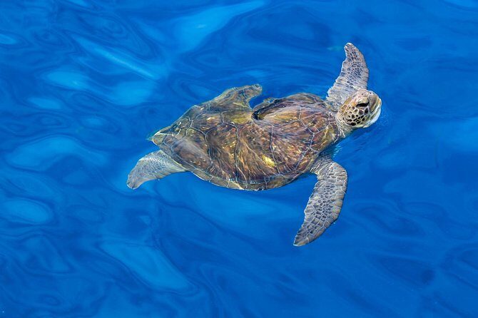 3 Hours All Inclusive Whale and Dolphin Whatching Yacht Trip - Onboard food and drinks: the “all-inclusive” part that matters