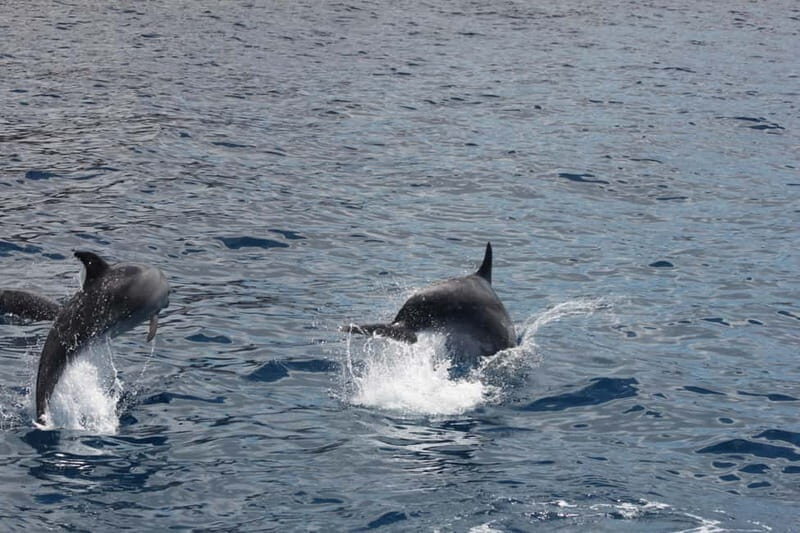 3H Shared Barrier-Free Cruise with Turtles Dolphins & Whales - Key highlights that matter in real life