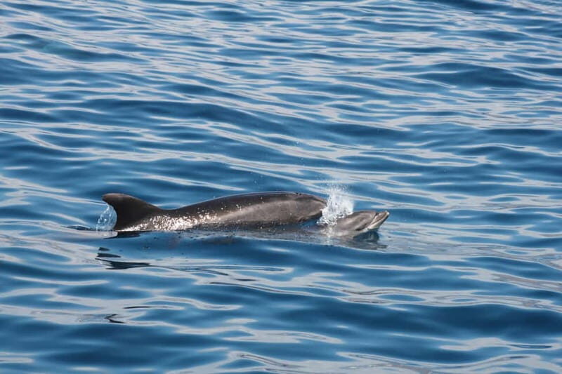 3H Shared Barrier-Free Cruise with Turtles Dolphins & Whales - Value for money: is $58 a good deal?