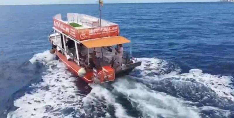 3H Shared Barrier-Free Cruise with Turtles Dolphins & Whales - Whale and dolphin spotting without the stress