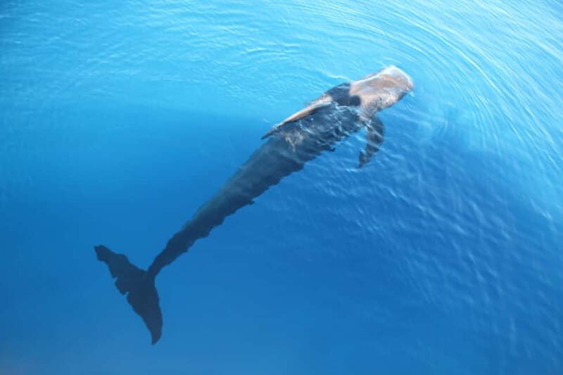 3H Shared Barrier-Free Cruise with Turtles Dolphins & Whales - On-board comfort: shade, snacks, and how people settle in