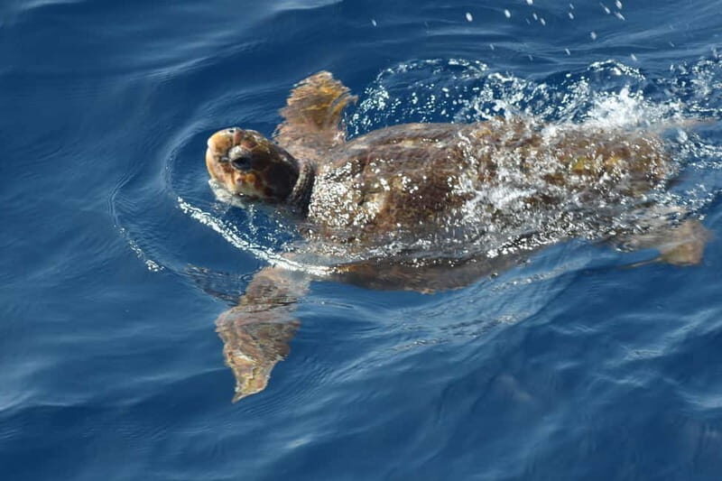 3H Shared Barrier-Free Cruise with Turtles Dolphins & Whales - Who this trip suits best (and who may want a different one)