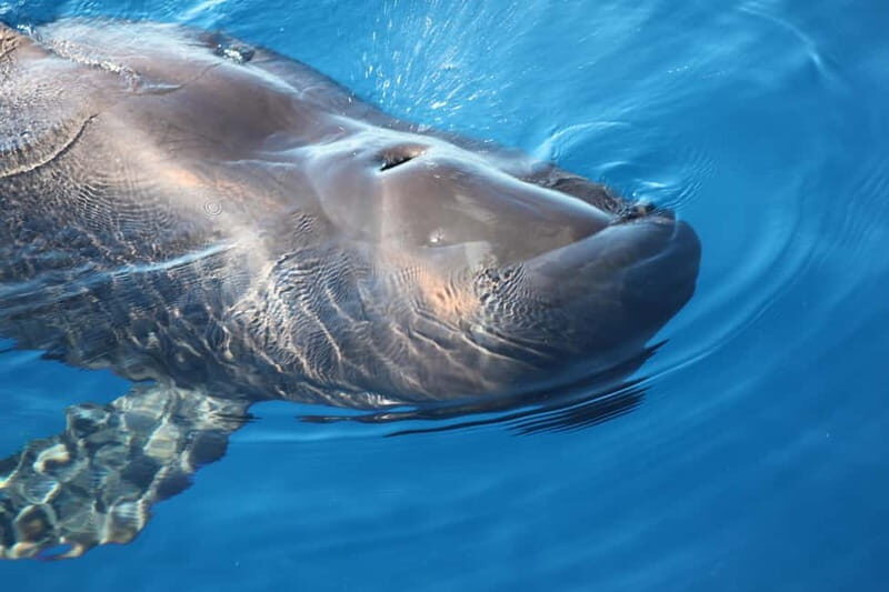 3H Shared Barrier-Free Cruise with Turtles Dolphins & Whales - Getting there and finding your way fast in Tenerife
