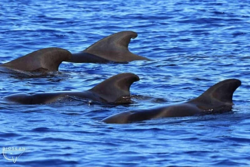 3h Whale Watching Private tour Beneteau Oceanis 440 - Should you book this 3-hour private whale watching sail?