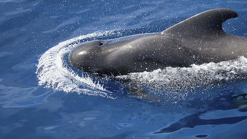 3h Whale Watching Private tour Beneteau Oceanis 440 - 50 minutes on board: snacks, drinks, and that relaxed whale-watching tempo