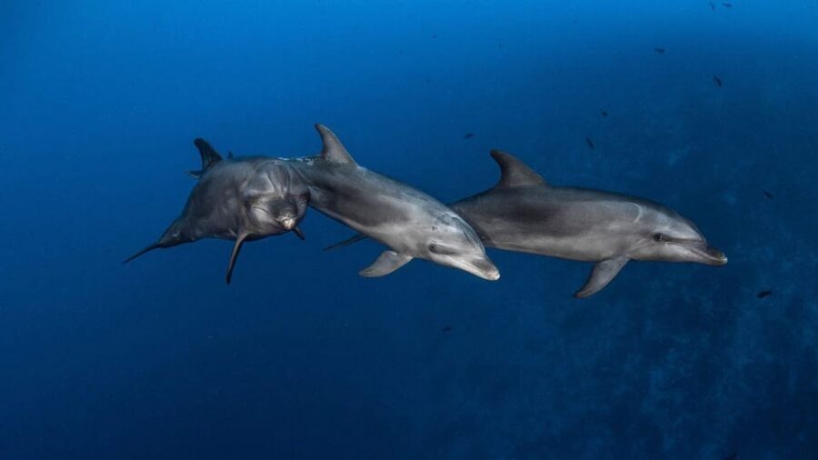 3h Whale Watching Private tour Beneteau Oceanis 440 - Los Cristianos break: snorkeling plus local food tasting