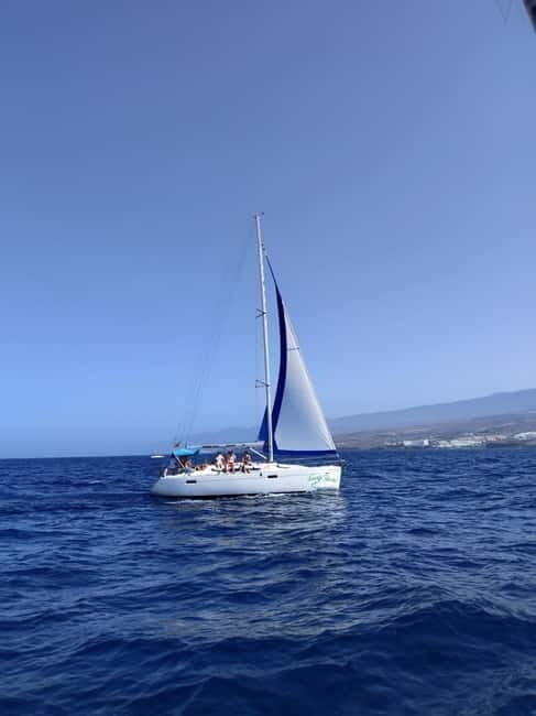 3h Whale watching Share Tour Costa Adeje Lina7 Mizendoha - Price and value for a 3-hour whale watch near Costa Adeje