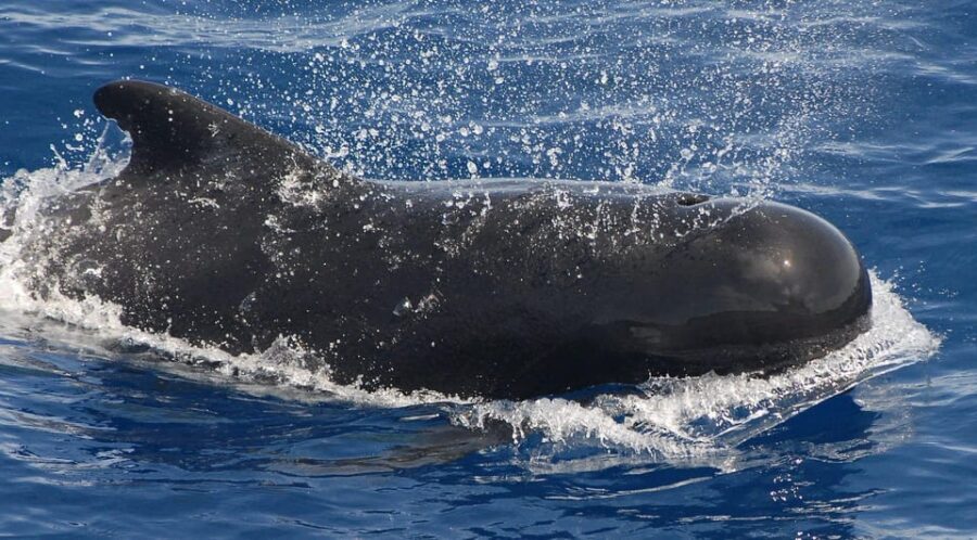 3h Whale watching Share Tour Costa Adeje Lina7 Mizendoha - Should you book this whale watching sailing tour?
