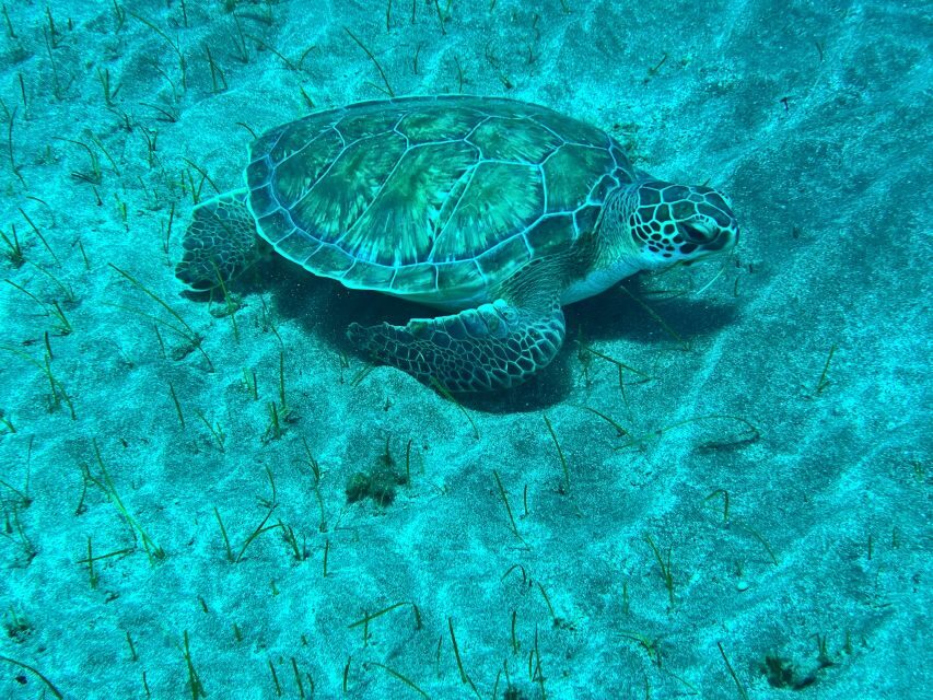Abades: Guided Snorkeling Tour with Photos - Key points