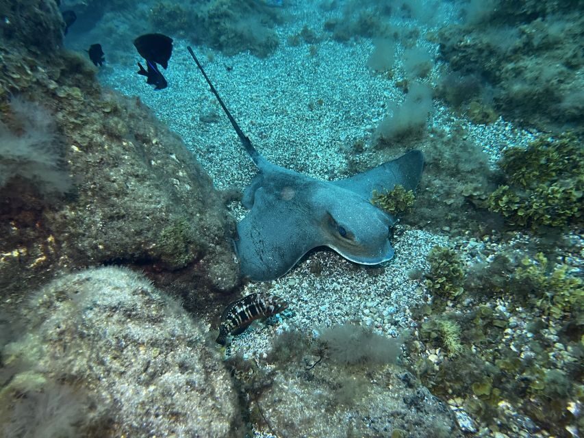 Abades: Guided Snorkeling Tour with Photos - Should you book Abades: Guided Snorkeling Tour with Photos?