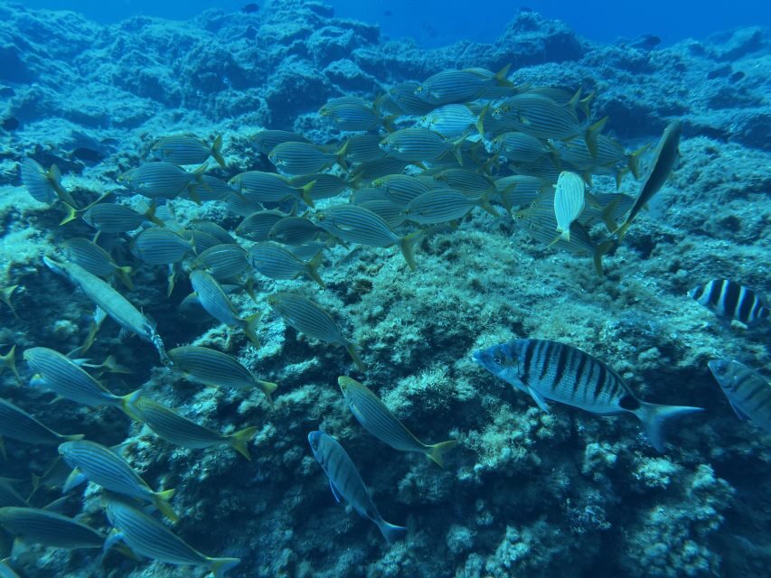 Abades: Guided Snorkeling Tour with Photos - The snorkeling flow: reef fish first, then the “maybe” species