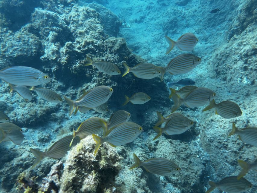 Abades: Guided Snorkeling Tour with Photos - Price and value: getting more than just a swim