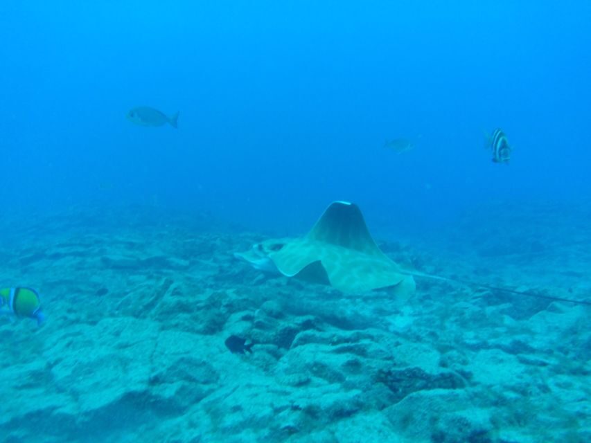 Abades: Tenerife Turtles and Rays Snorkeling Trip - Who This Snorkeling Trip Is Best For