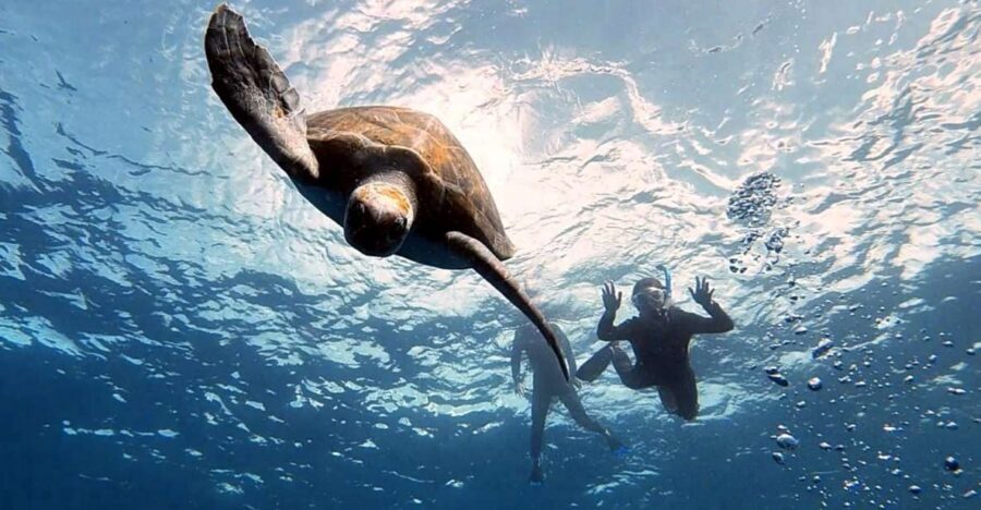 Abades: Tenerife Turtles and Rays Snorkeling Trip - Price and What You’re Really Buying at $63