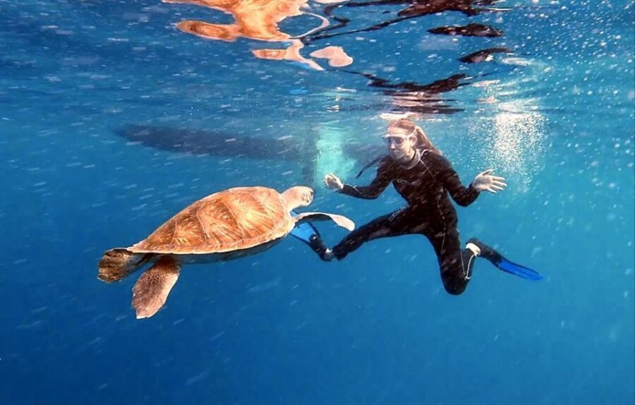 Abades: Tenerife Turtles and Rays Snorkeling Trip - The 90-Minute Flow: What Happens Once You’re On Site