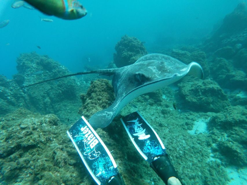 Abades: Tenerife Turtles and Rays Snorkeling Trip - Tenerife’s Volcanic Underwater World (Not Just Pretty Water)
