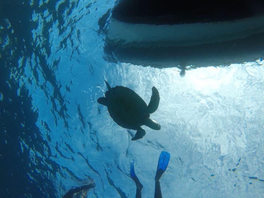 Abades: Tenerife Turtles and Rays Snorkeling Trip - Why the Guide Makes the Difference (Paco’s Beginner-Friendly Touch)