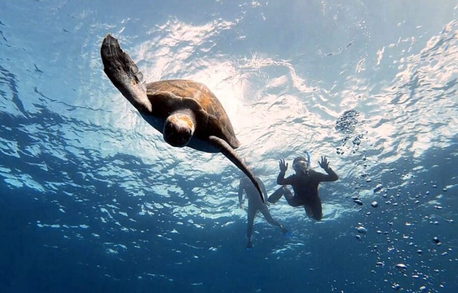 Abades: Tenerife Turtles and Rays Snorkeling Trip - Gear, Timing, and Small Group Comfort