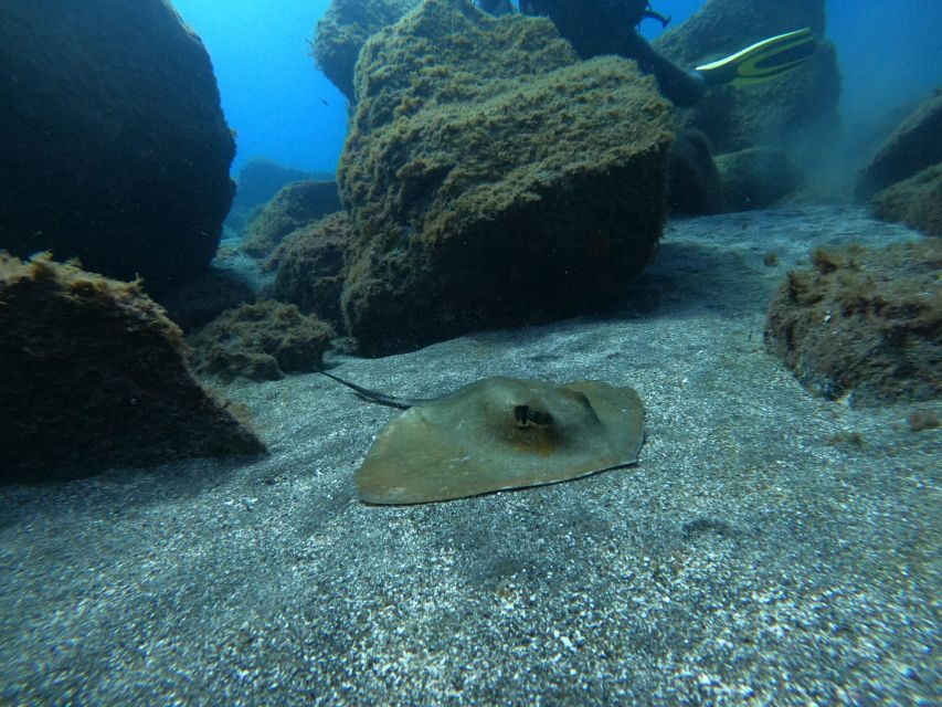 Abades: Tenerife Turtles and Rays Snorkeling Trip - What to Bring (and What to Avoid)