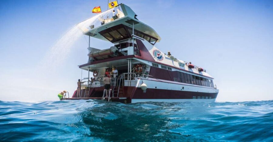 Adeje: Whale and Dolphin Watching Cruise with Lunch and Swim - Key highlights at a glance