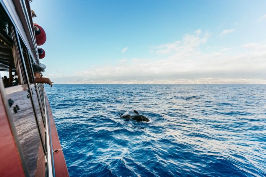 Adeje: Whale and Dolphin Watching Cruise with Lunch and Swim - Adeje to the Teno-Rasca Whale Sanctuary: the real reason this cruise works