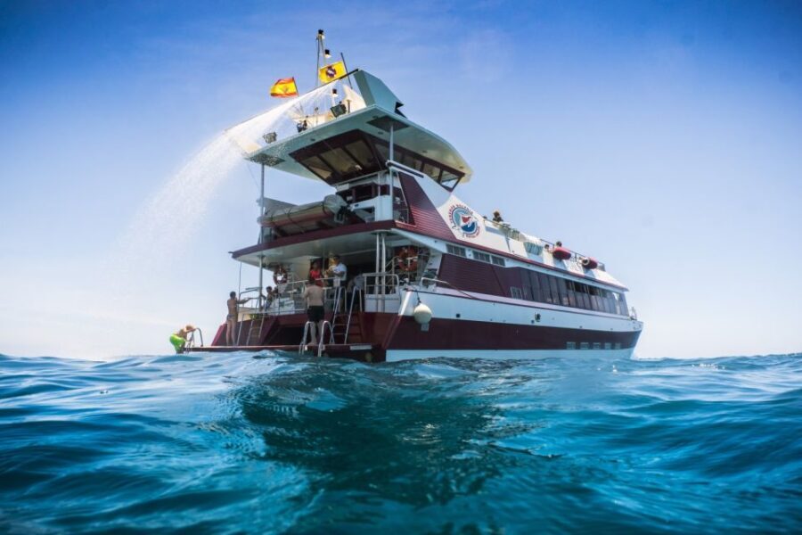 Adeje: Whale and Dolphin Watching Cruise with Lunch and Swim - The catamaran experience: panoramic submarine windows and crew-led spotting