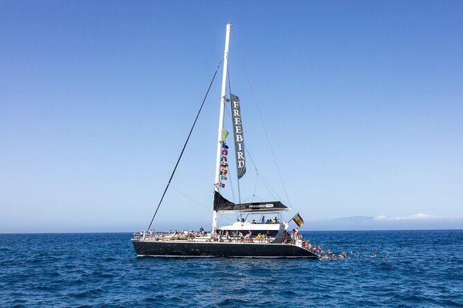 Adults Only Tenerife Freebird Whale Dolphin Catamaran with Lunch - Key Highlights Worth Your Time