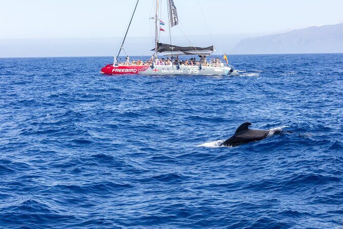 Adults Only Tenerife Freebird Whale Dolphin Catamaran with Lunch - The Main Event: Tenerife Waters for Pilot Whales and Bottlenose Dolphins