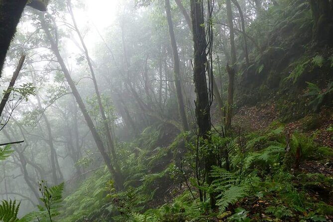 ANAGA: VIP tour: Forests, Peaks and Sea. - Key things I’d plan around