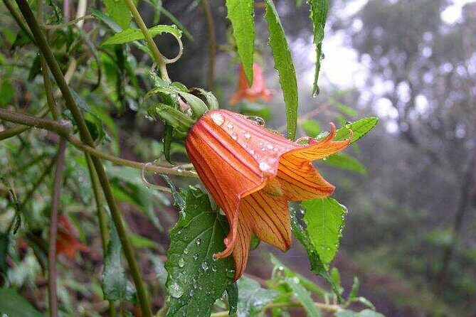 ANAGA: VIP tour: Forests, Peaks and Sea. - The walking portion: what to expect from an Anaga hike day