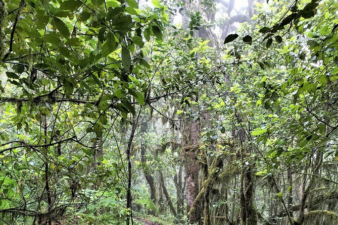 ANAGA: VIP tour: Forests, Peaks and Sea. - Food, coffee, and timing breaks: lunch isn’t included