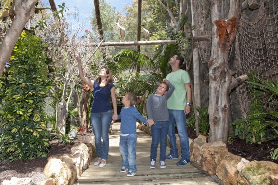 Arona: Entry Ticket to Tenerife's Jungle Park Zoo - The “Only Real Jungle in Europe” Feeling: Paths, Vegetation, and Lemurs