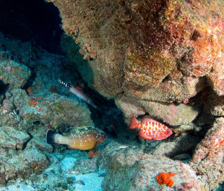 Beginner Scuba Dive with Scubapoint Tenerife in Turtle Area - Boat trip from Tenerife: easier logistics, better timing