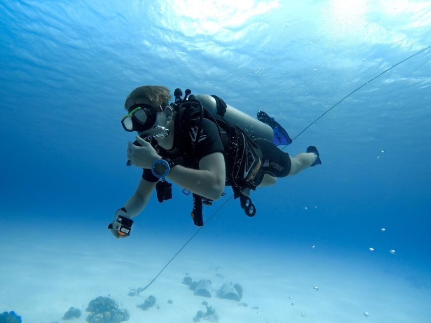 Beginner Scuba Dive with Scubapoint Tenerife in Turtle Area - What you’ll see: Atlantic marine life and how to set expectations