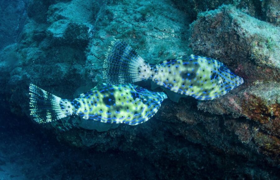Beginner Scuba Dive with Scubapoint Tenerife in Turtle Area - Instructor support: why the coaching style matters most