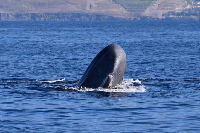 Bonadea II Ecological Whale Watching, 2 hours - Key things to know