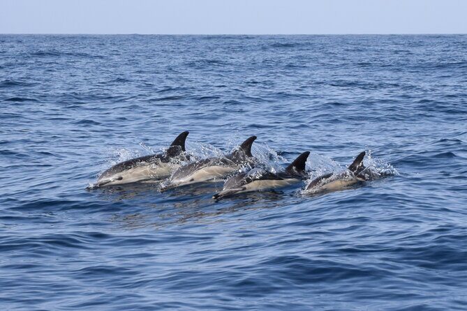 Bonadea II Ecological Whale Watching, 2 hours - Eco whale watching in Tenerife’s Teno-Rasca protected waters