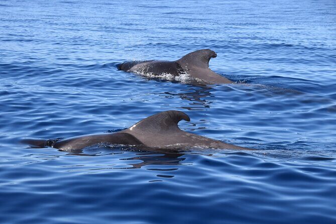 Bonadea II Ecological Whale Watching, 2 hours - Two hours on the water: the rhythm of the outing
