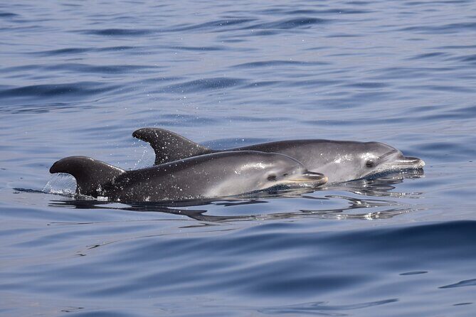 Bonadea II Ecological Whale Watching, 2 hours - What you might actually see: pilot whales, dolphins, turtles, and birds