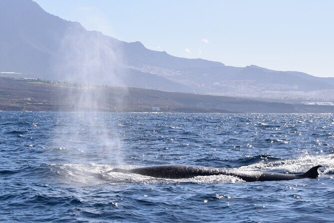 Bonadea II Ecological Whale Watching, 2 hours - Eco-friendly details that change how close feels